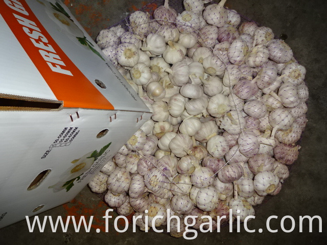 Beautiful New Crop Garlic